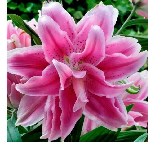 Лилия Свит Рози (Sweet Rosy). Махровая.